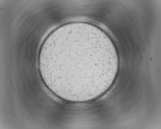 X0000069391232200606091708