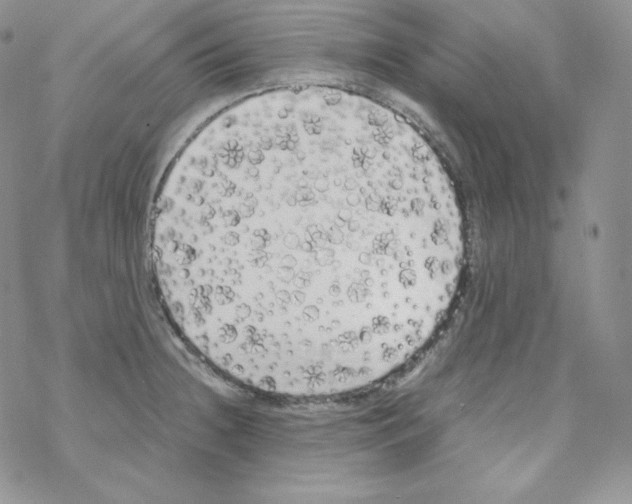 X0000069391236200606091708