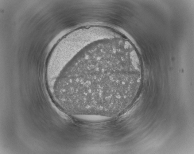 X0000069391245200606091709