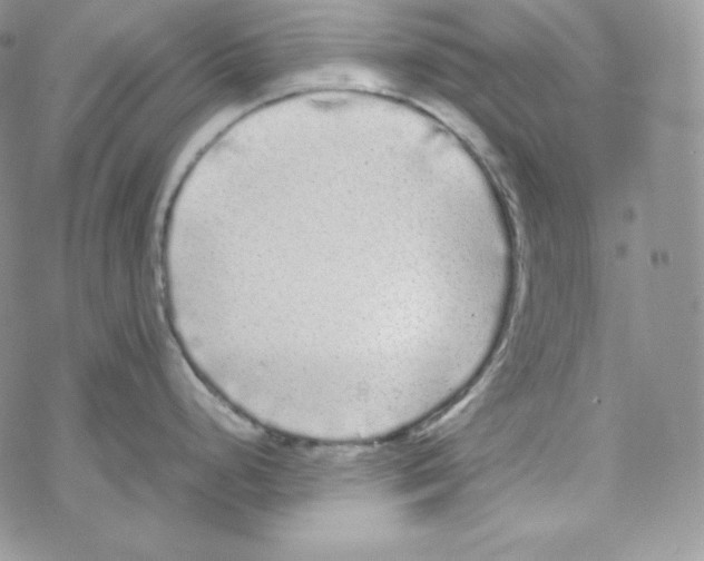 X0000069391248200606091709