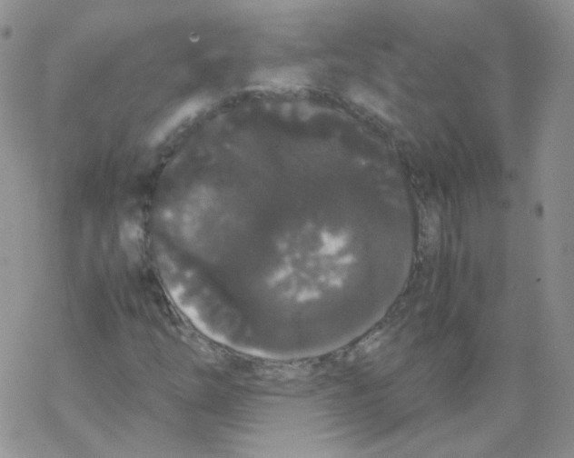 X0000069391254200606091708