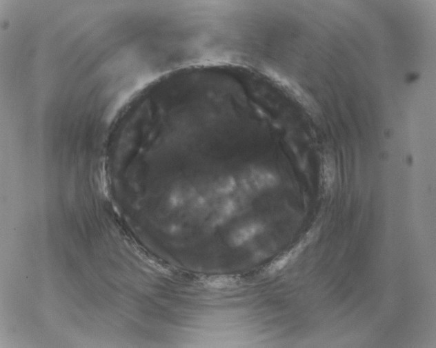 X0000069391262200606091708