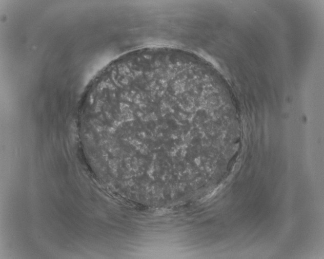 X0000069391263200606091708