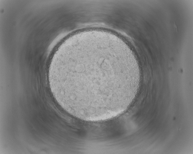 X0000069391271200606091707