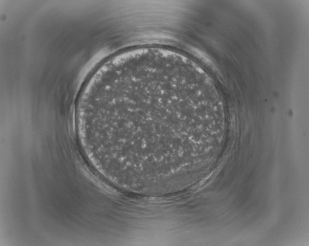 X0000069391275200606091707