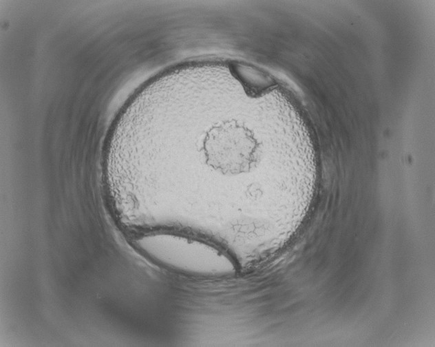 X0000069391279200606091707