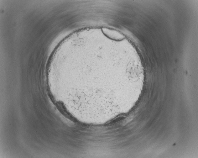 X0000069391287200606091707