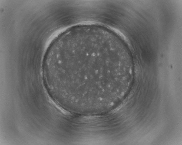 X0000069391327200606091707