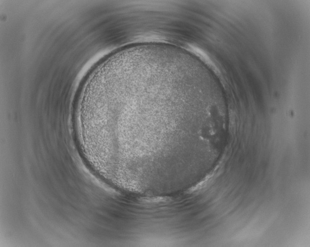 X0000069391331200606091707