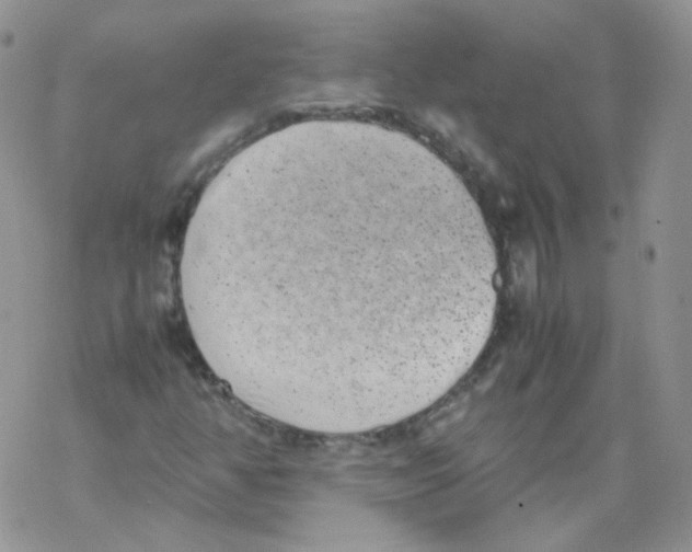 X0000069391350200606091706