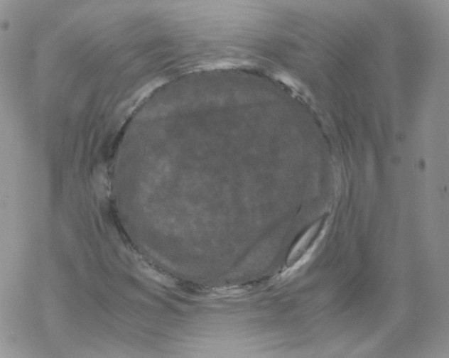 X0000069391353200606091706