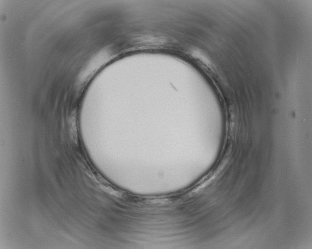 X0000069391354200606091706