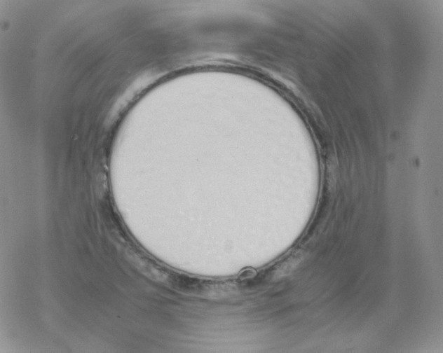 X0000069391363200606091706