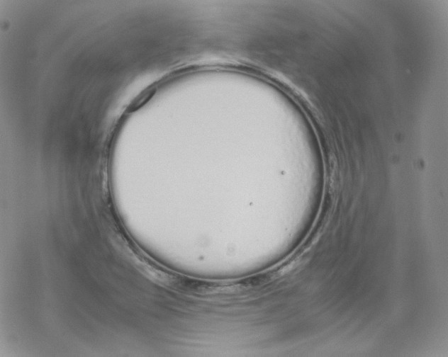 X0000069391367200606091706