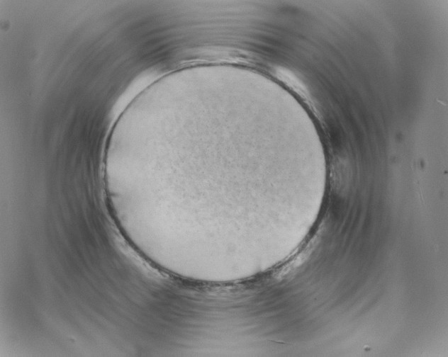 X0000069391378200606091706