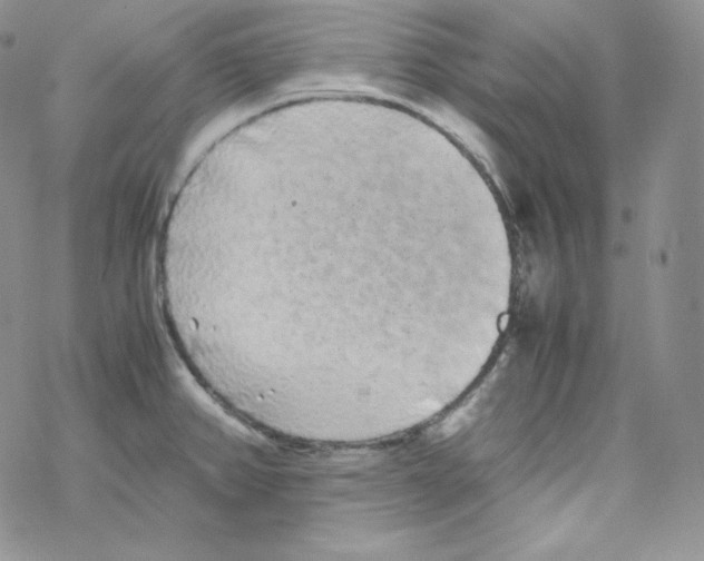 X0000069391382200606091706