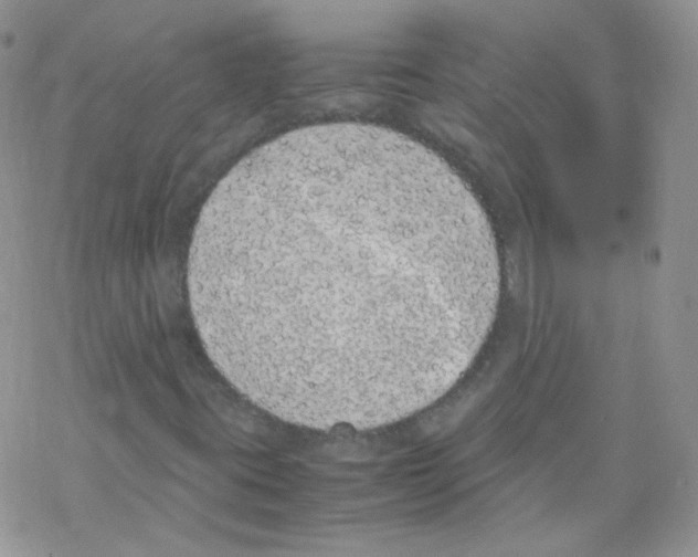 X0000069391395200606091705