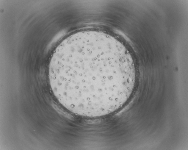 X0000069391403200606091705