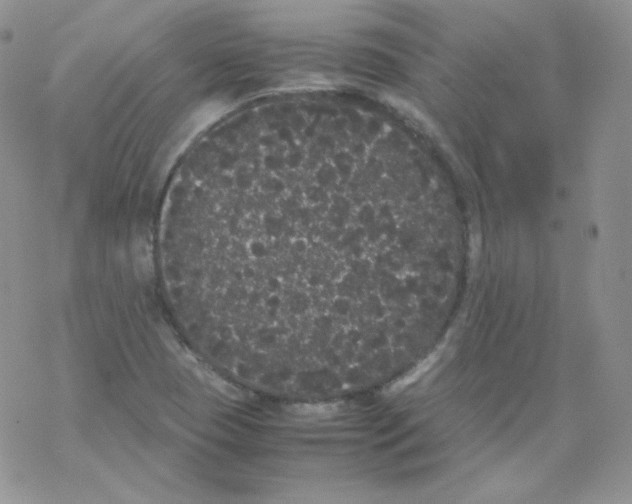 X0000069391409200606091705