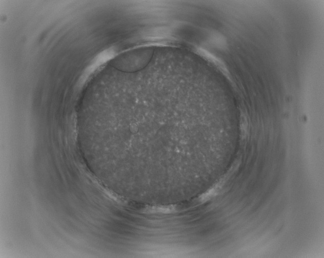 X0000069391411200606091705