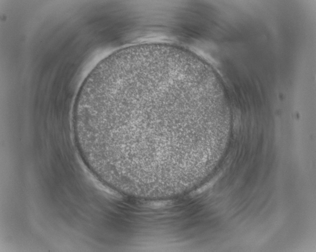 X0000069391423200606091705