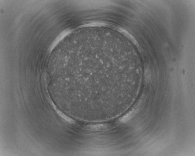 X0000069391425200606091705