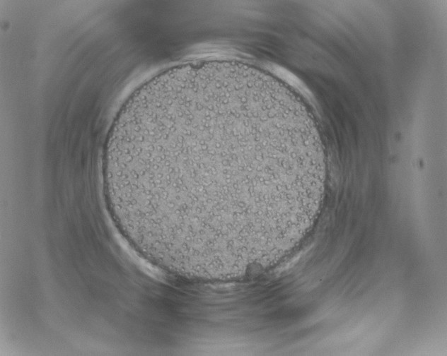 X0000069391431200606091705