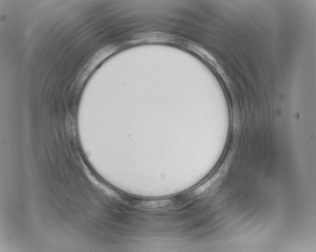 X0000069391433200606091705