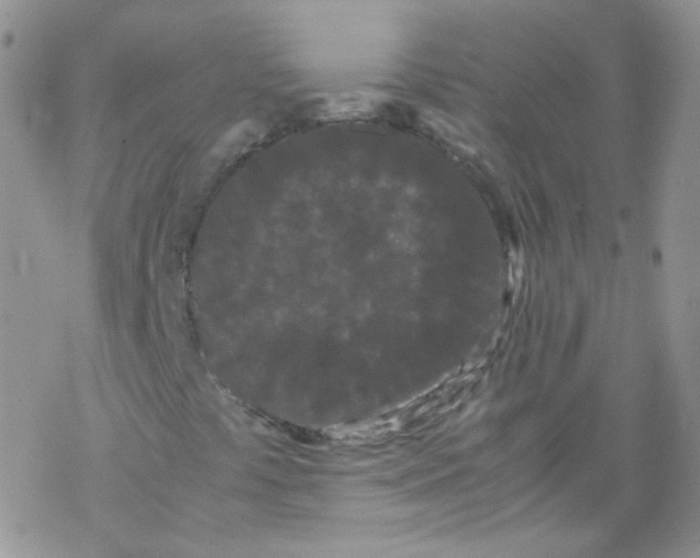 X0000069391441200606091705