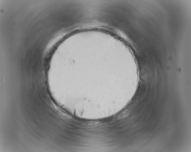 X0000069391456200606091704