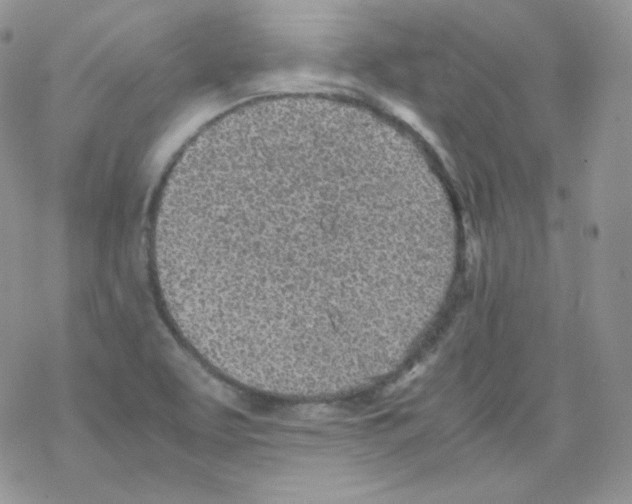 X0000069391463200606091704