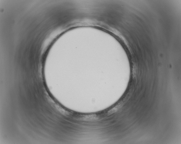 X0000069391464200606091704