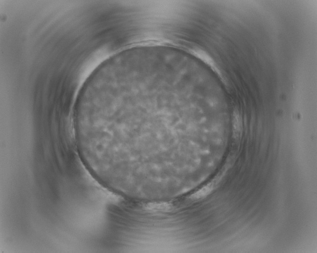 X0000069391466200606091704