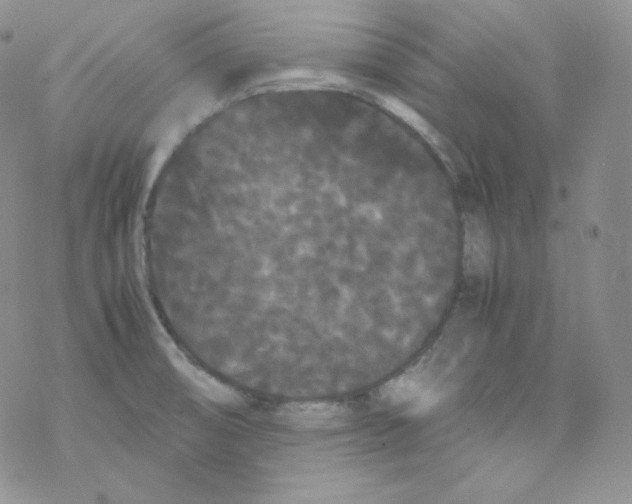 X0000069391474200606091704