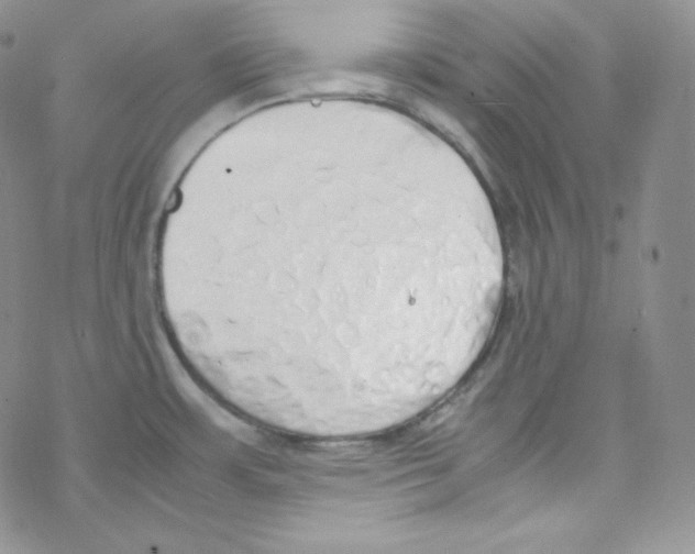 X0000069391483200606091704