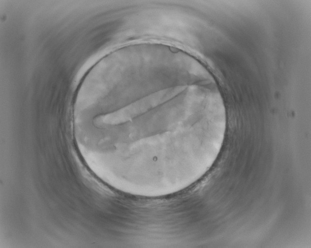 X0000069391522200606091704