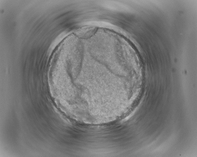 X0000069391529200606091704