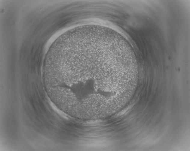 X0000069391535200606091704