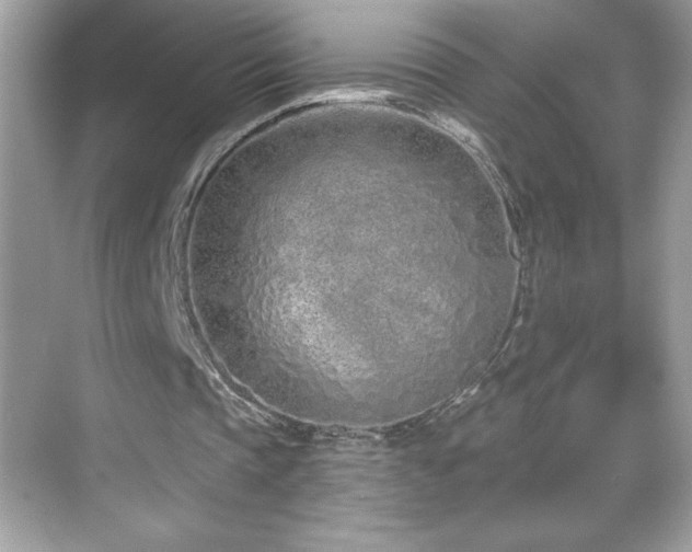 X0000069400337200605121221