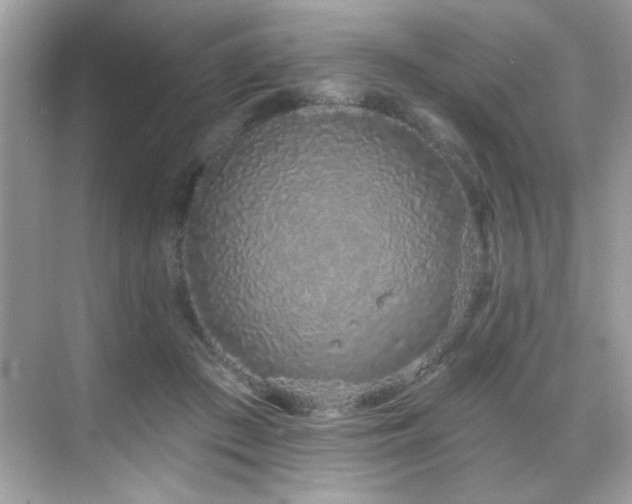 X0000069400409200605121220