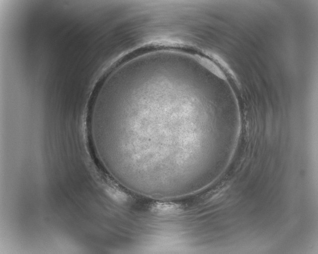 X0000069400487200605121219