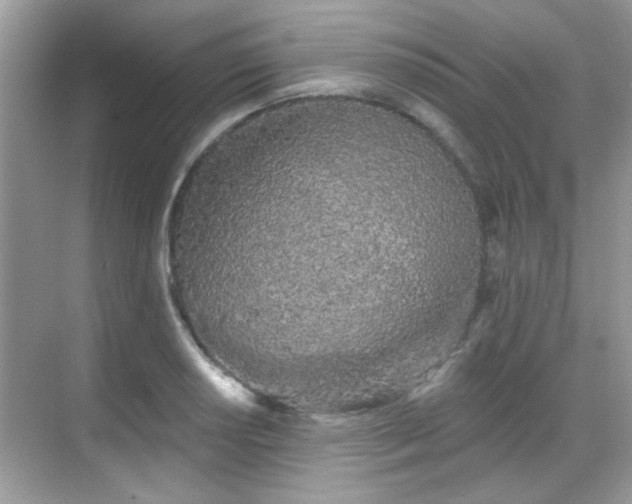 X0000069401034200605121210