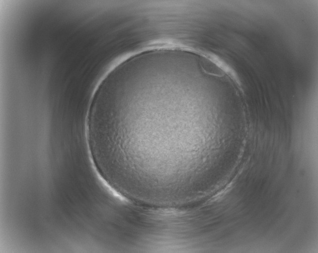 X0000069401239200605121207