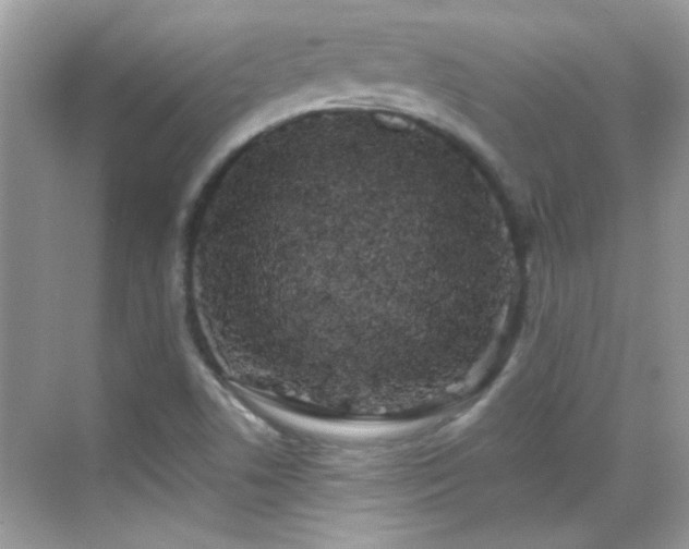 X0000069401506200605121202