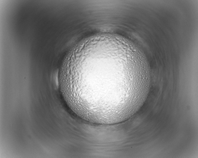 X0000069400028200605151030