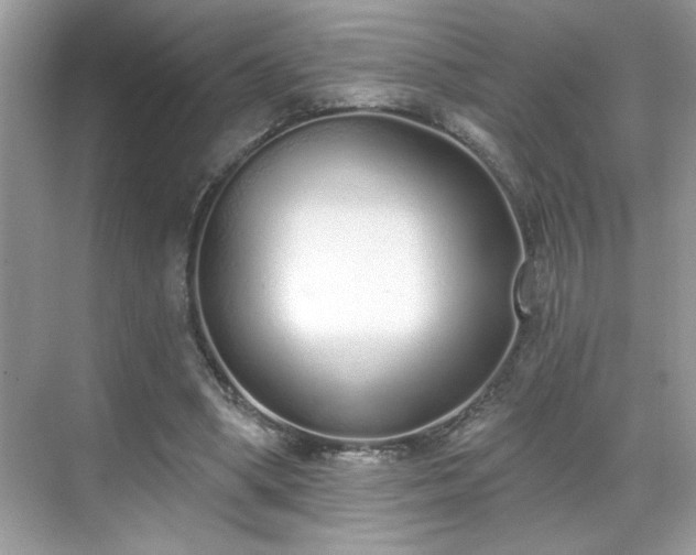 X0000069400394200605151024