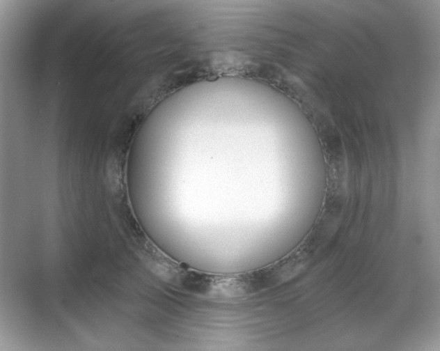 X0000069400705200605151019