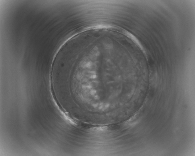 X0000069400810200605151017