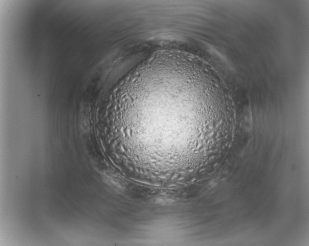 X0000069401014200605151013