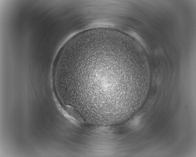 X0000069401038200605151013